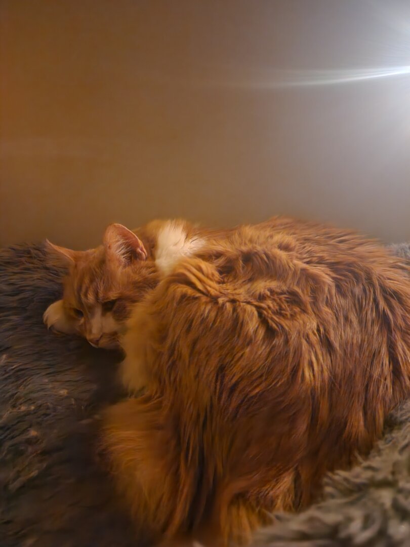 Orange and white cat laying on a blanket