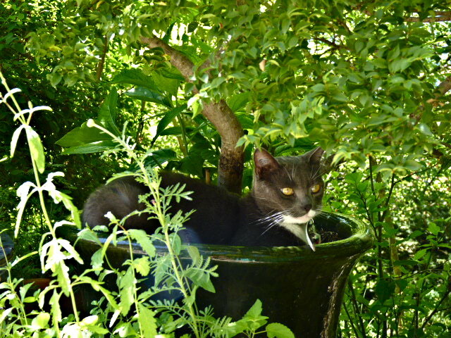 chatte gris et blanche couchée dans un gros pot de fleur