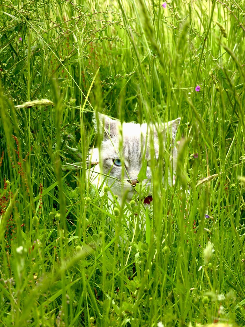 chat blanc caché dans l'herbe. On le devine à peine