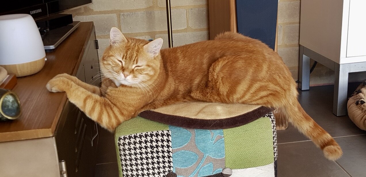 un chat roux est sur un pouf, avec les 2 pattes avant posées sur un meuble devant lui.
