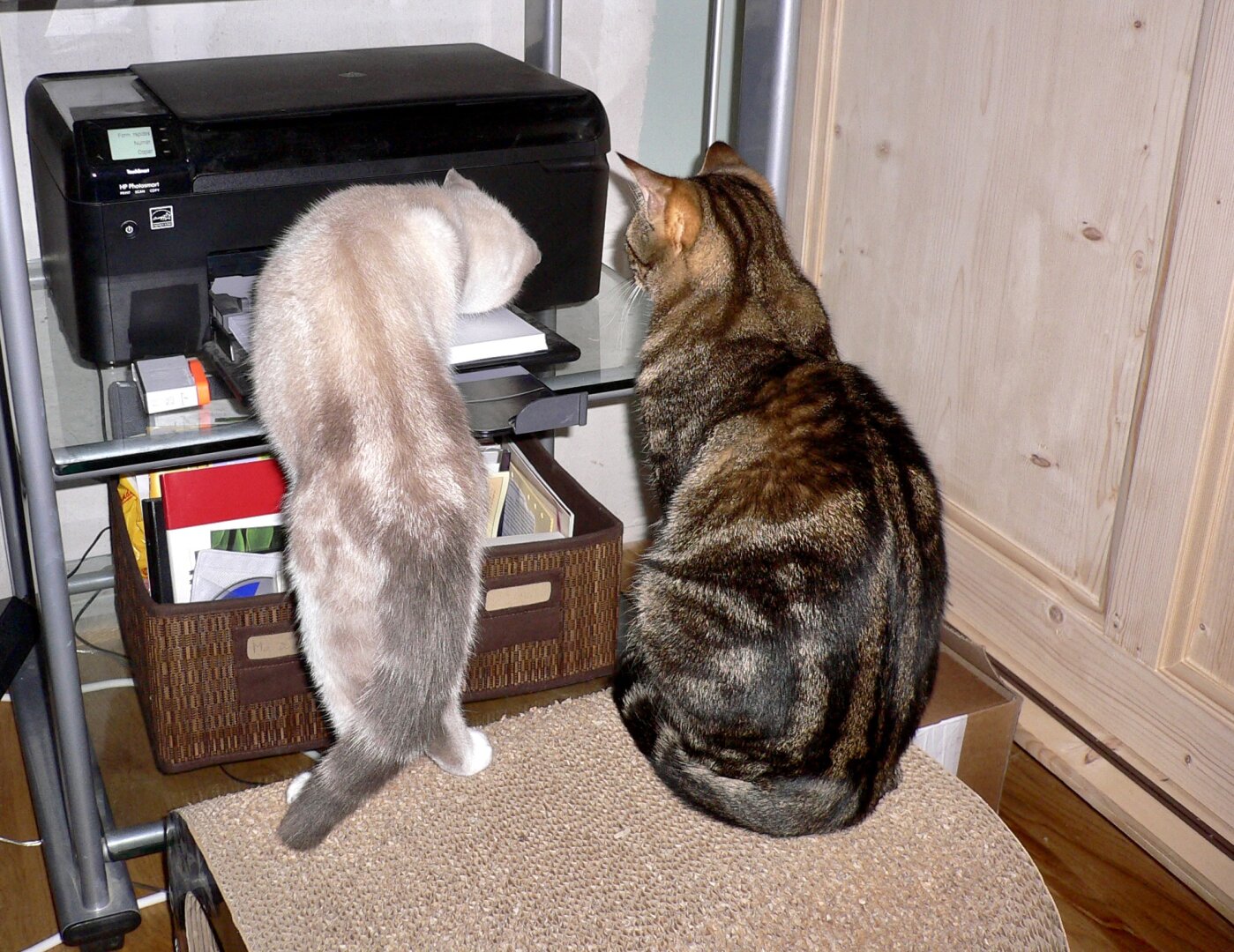 2 chats en face d'une imprimante en fonctionnement, vus de dos. Un blanc et un tigré gris
le blanc essaie de rentrer dans l'imprimante