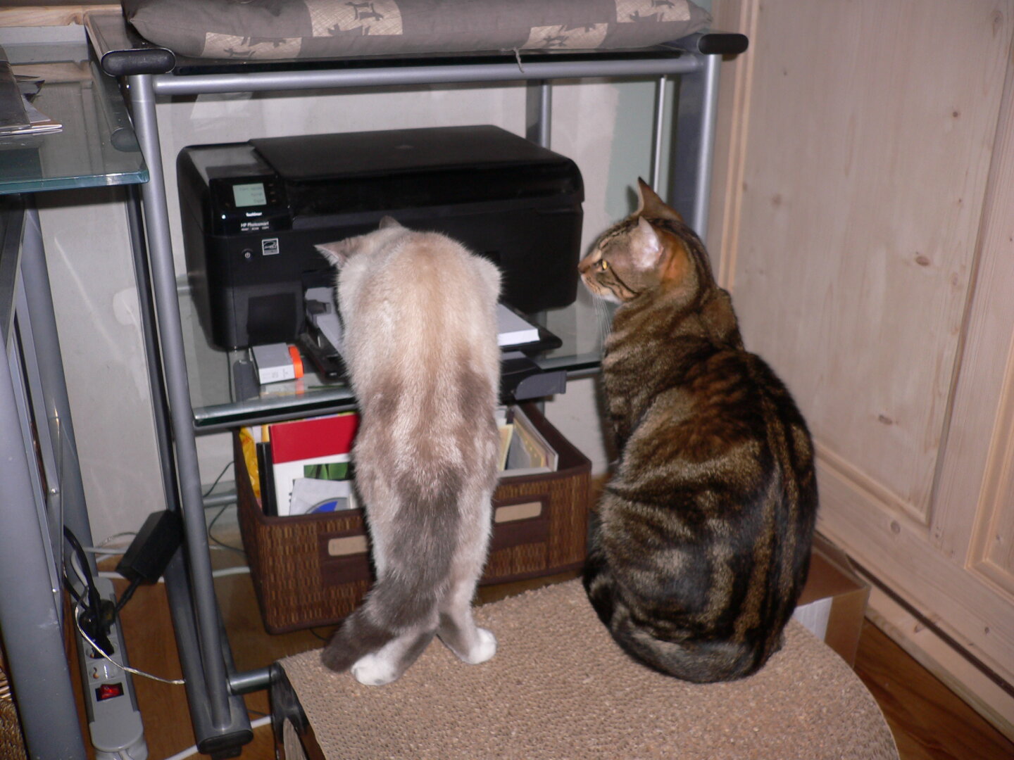2 chats en face d'une imprimante en fonctionnement, vus de dos. Un blanc et un tigré gris
le blanc essaie de rentrer dans l'imprimante