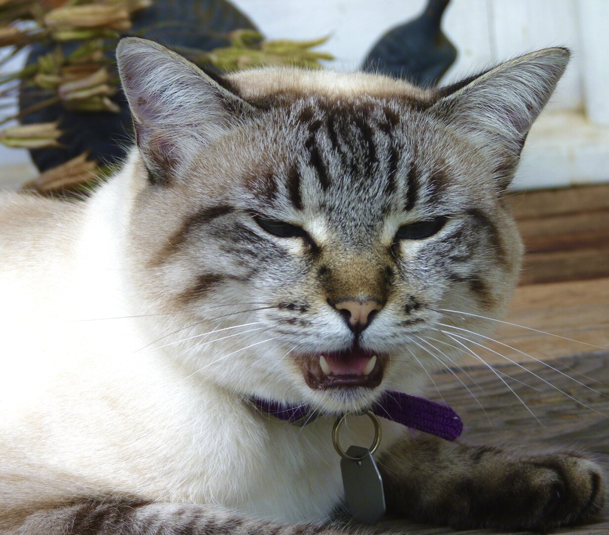 chatte blanche et tigrée, couchée, miaule, bouche ouverte