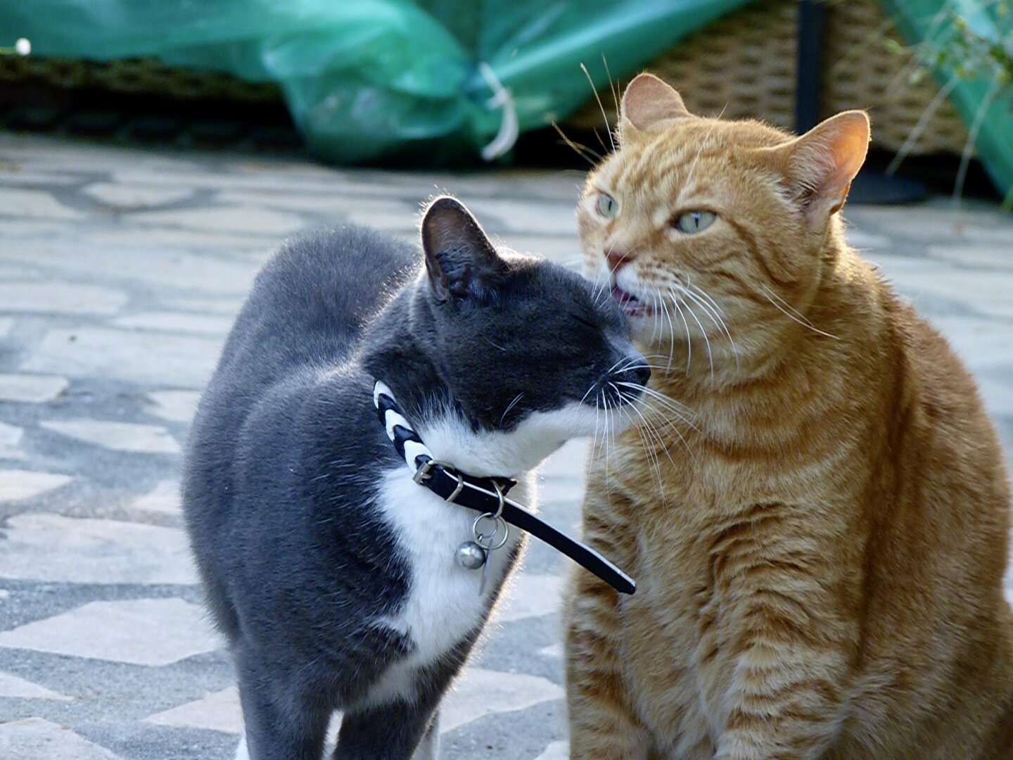 un chat tigré roux souffle un secret à l'oreille d'une chatte grise et blanche