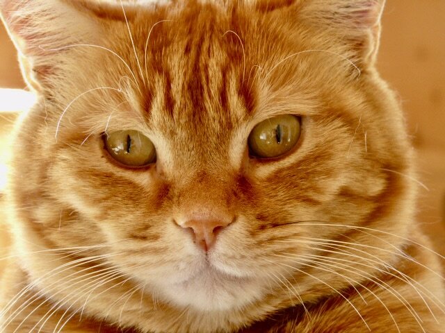 tête de chat roux en gros plan