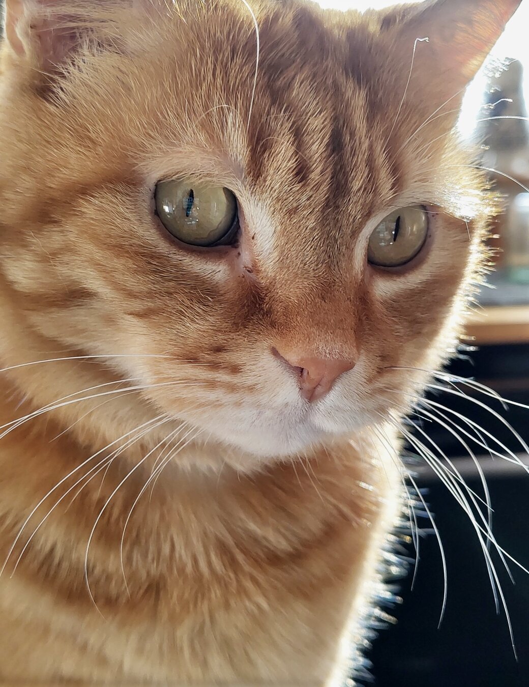 tête de chat roux regardant l'appareil photo d'un air interrogatif