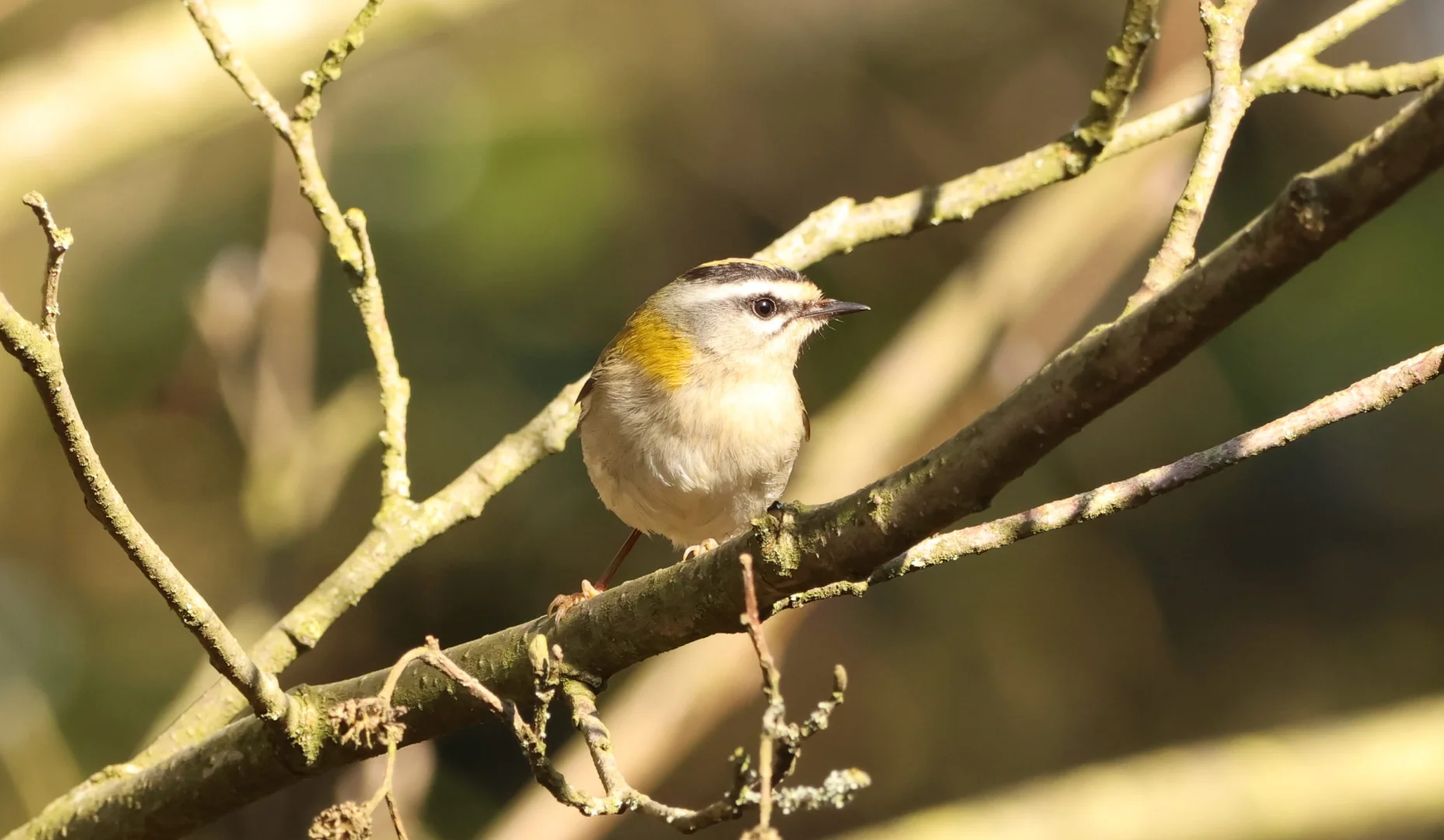 common firecrest on a branch