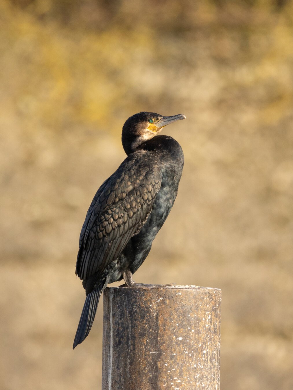 Cormorant on a concrete post