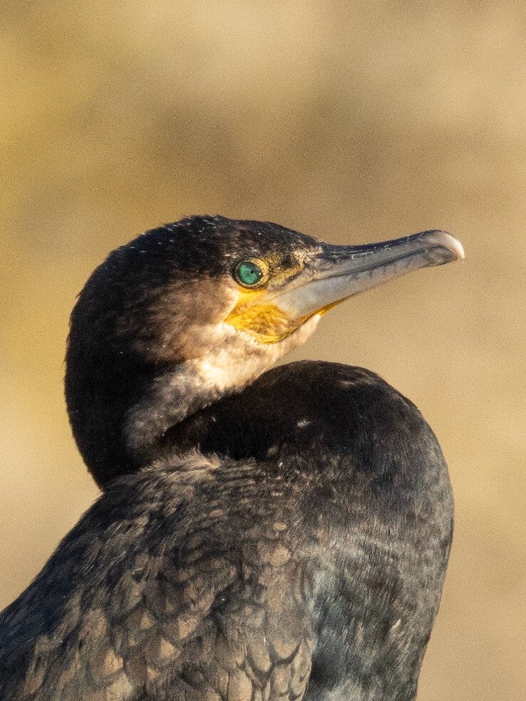 Close up of cormorant