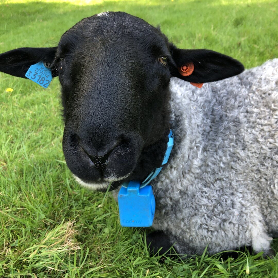 Sheep with black face, grey wool and a large GPS tracker around his neck looking as directly into the camera as he can.