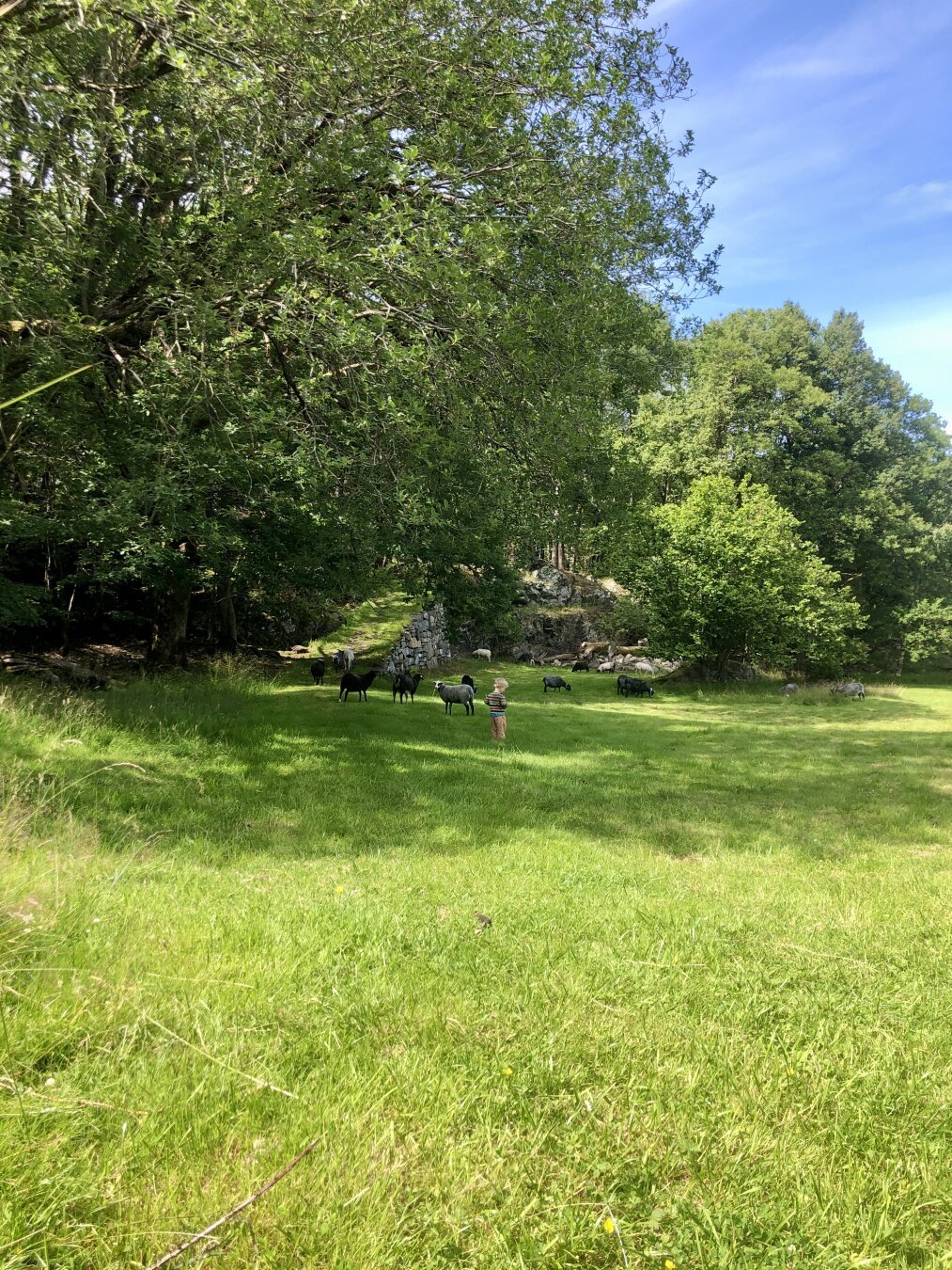 Toddler in a field, surrounded by sheep.