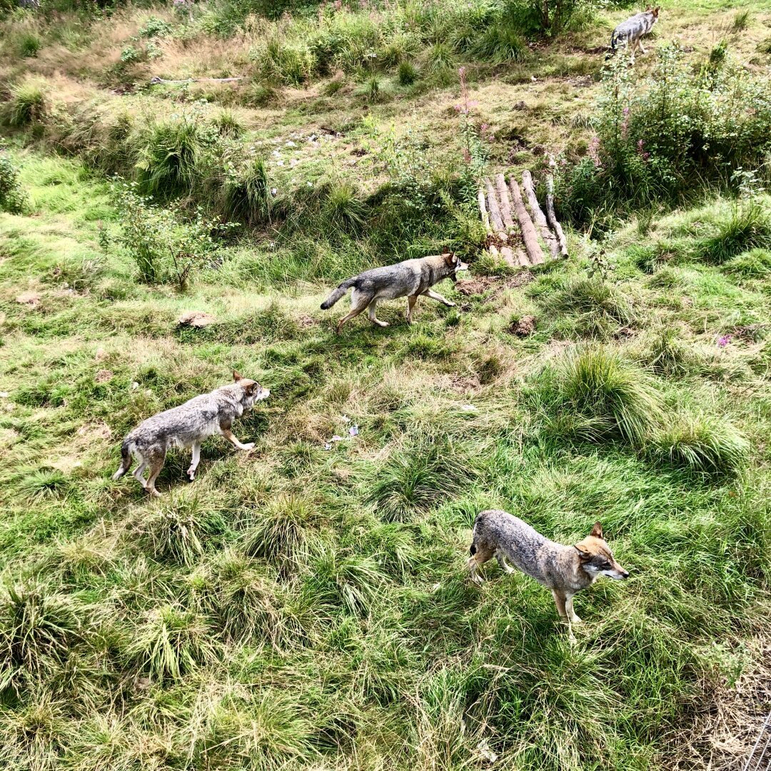 Three wolves walking in a swamp, seemingly having a great time.