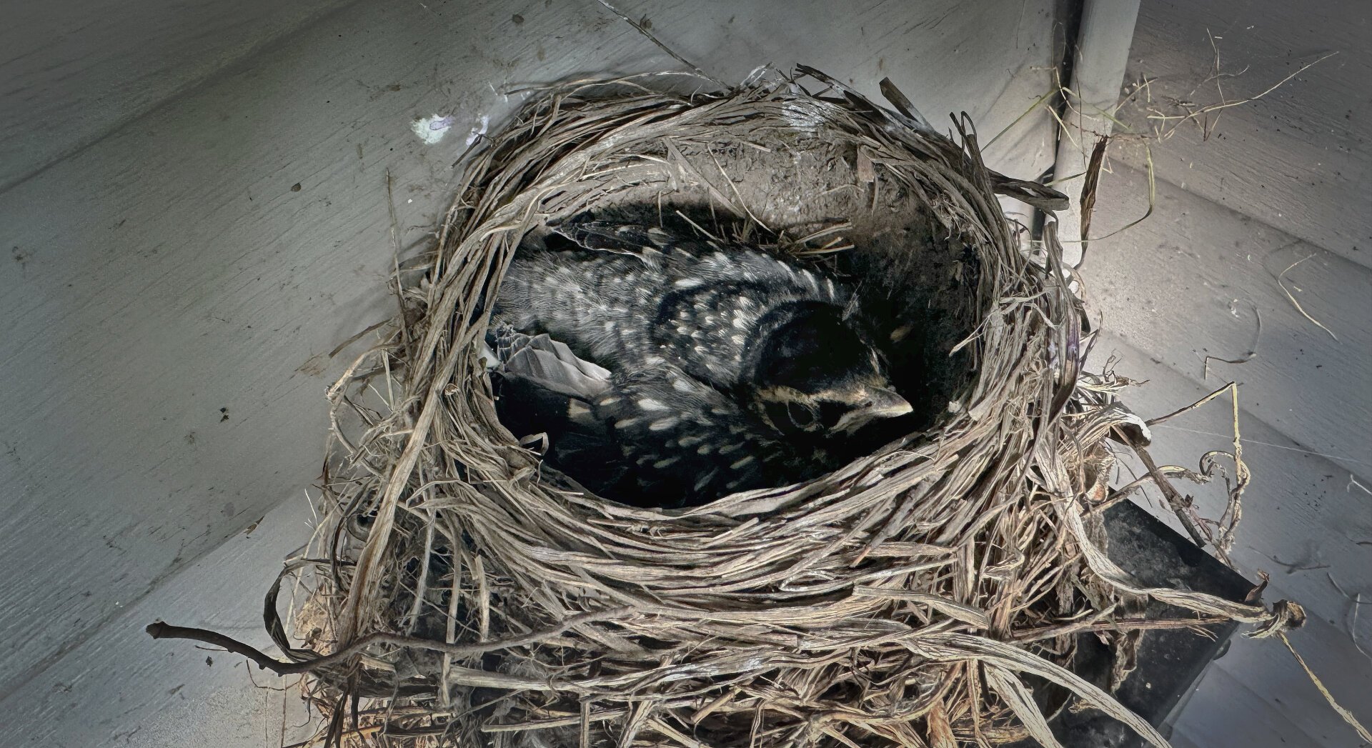 A baby robin, small and alone, in its nest. The robin is black with white spots. The nest is dead grass