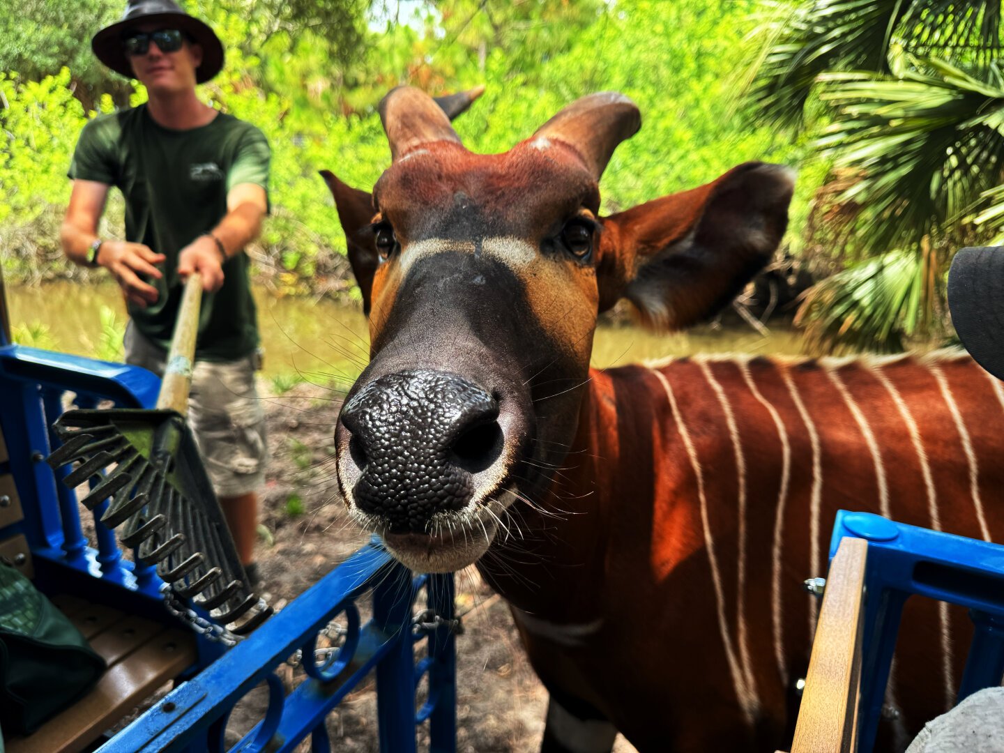 In the foreground is a “bongo” which is a weird deer looking kind of animal. It is orangish/reddish in color with white stripes. It has two horns. Behind the bongo to the left is a zookeeper trying valiantly to use a rake to keep the bongo from licking the camera.