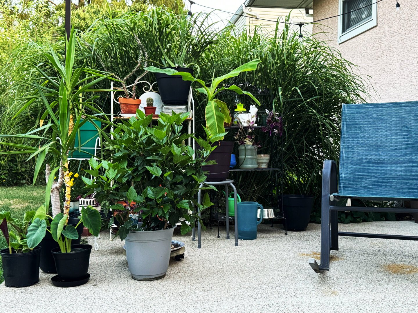 A concrete patio. Green plants dominate the frame. To the right there is a blueish chair. The chair has a woven fabric seat. The weather is fantastic.