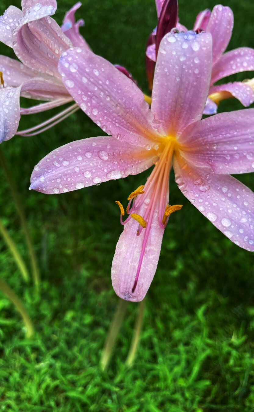 A pink flower of some kind (I am not a flower person so have no idea what it’s called). The flower has a yellow hue to the middle part (the pistol or stamen - clearly I know nothing about what I’m doing here). The grass is vibrant green. There’s some water drops on the flower petals as it had been raining just a bit before this. The air had that great late summer and it’s just rained smell. Sorry. This is supposed to be describing the photo and I’ve gone off the rails.