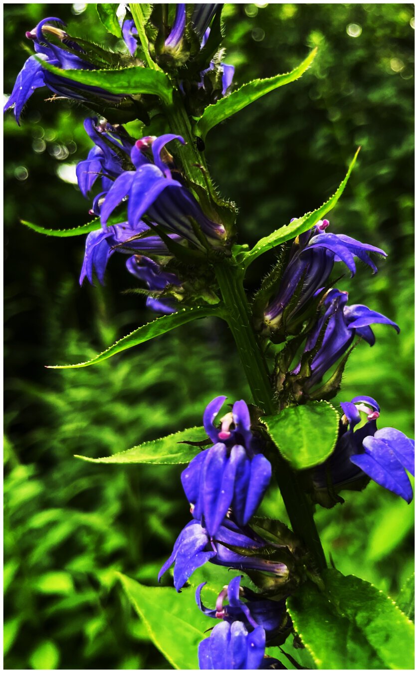 There are some purple flowers on a green stem. The background is also lush green, slightly out of focus. The photographer has no idea what he’s doing and it might show. Anyways it’s fun to look at the world for things to take pics of.