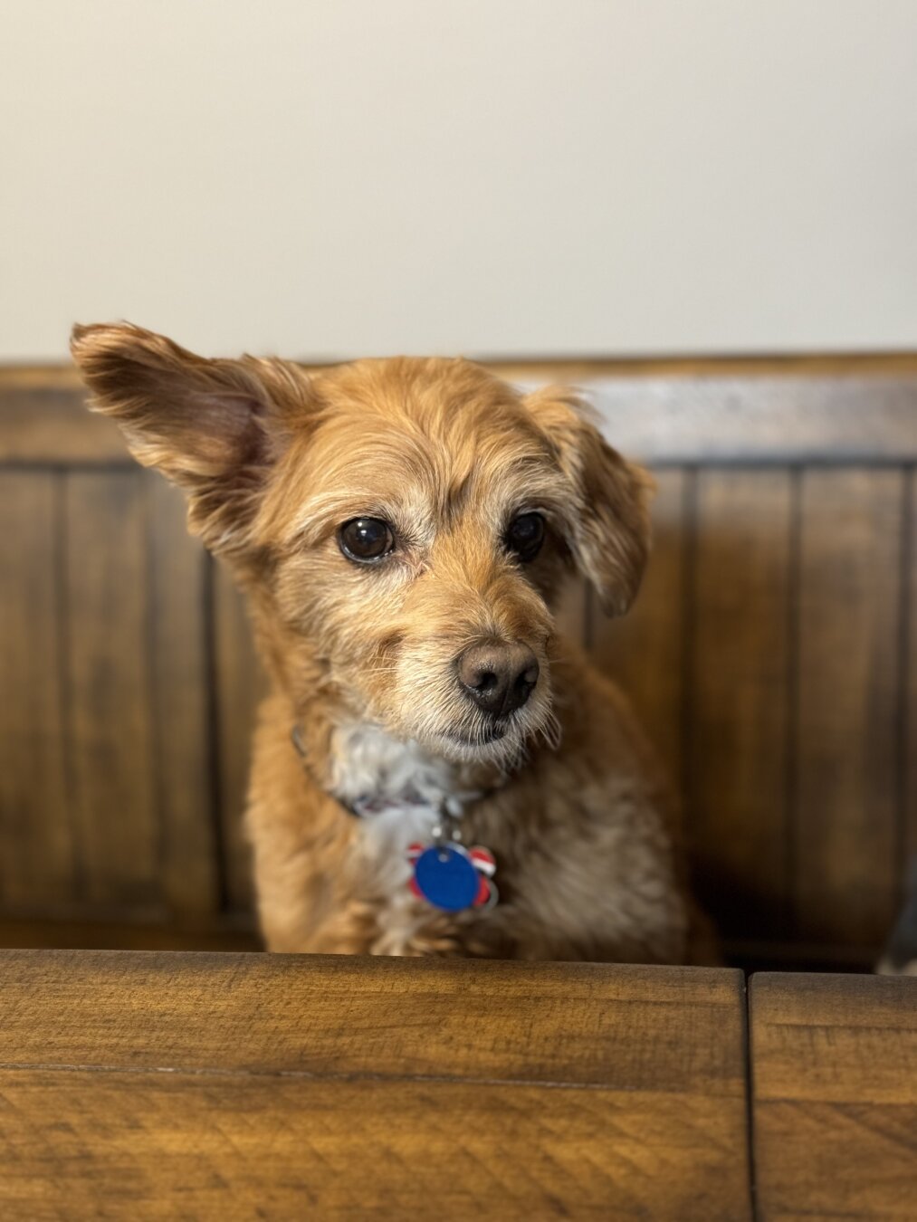 A very cute little brown dog is seen sitting on a wooden bench at a wooden table. The dogs left ear is floppy and down while the right is sticking up. His face says he probably knows he isn’t allowed to sit at the table at home but Uncle Norb doesn’t seem to mind.