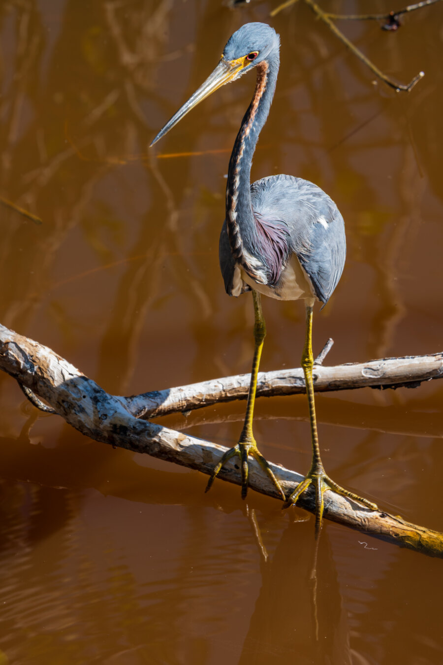 A tricolor heron stand on a branch just over the water looking for lunch.
© Tom Goetz. All rights reserved. Training an AI on this image is expressly forbidden.