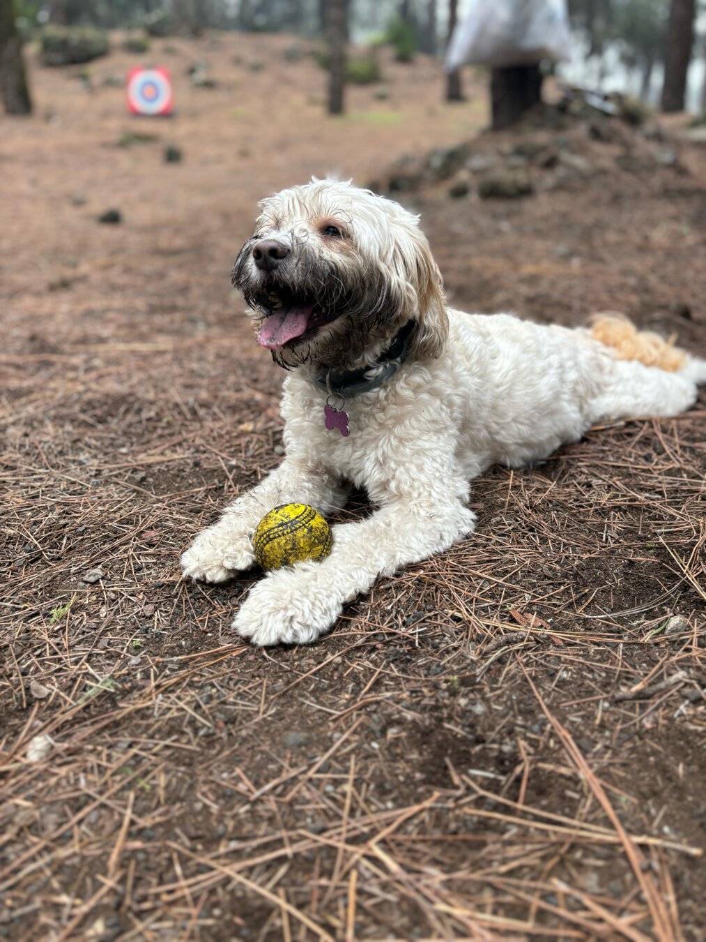 Foto de un perro jugando con una pelota -- Photo of a dog playing with a ball