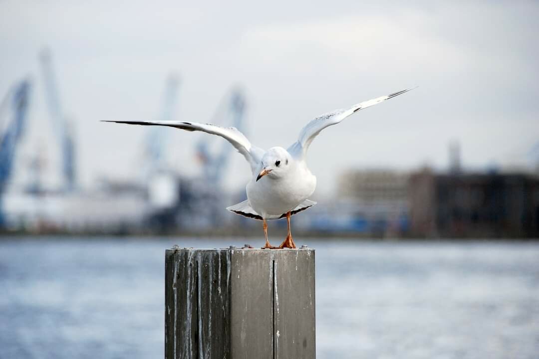 Seagull landing on a wooden post with wings spread. In the background cranes in the port of Hamburg, Germany.
