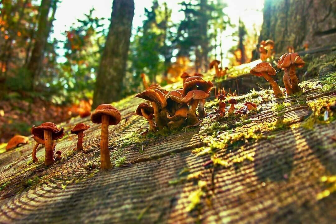 Isolated clusters of mushrooms on an old tree trunk. Light breaks through the trees and creates shadows.