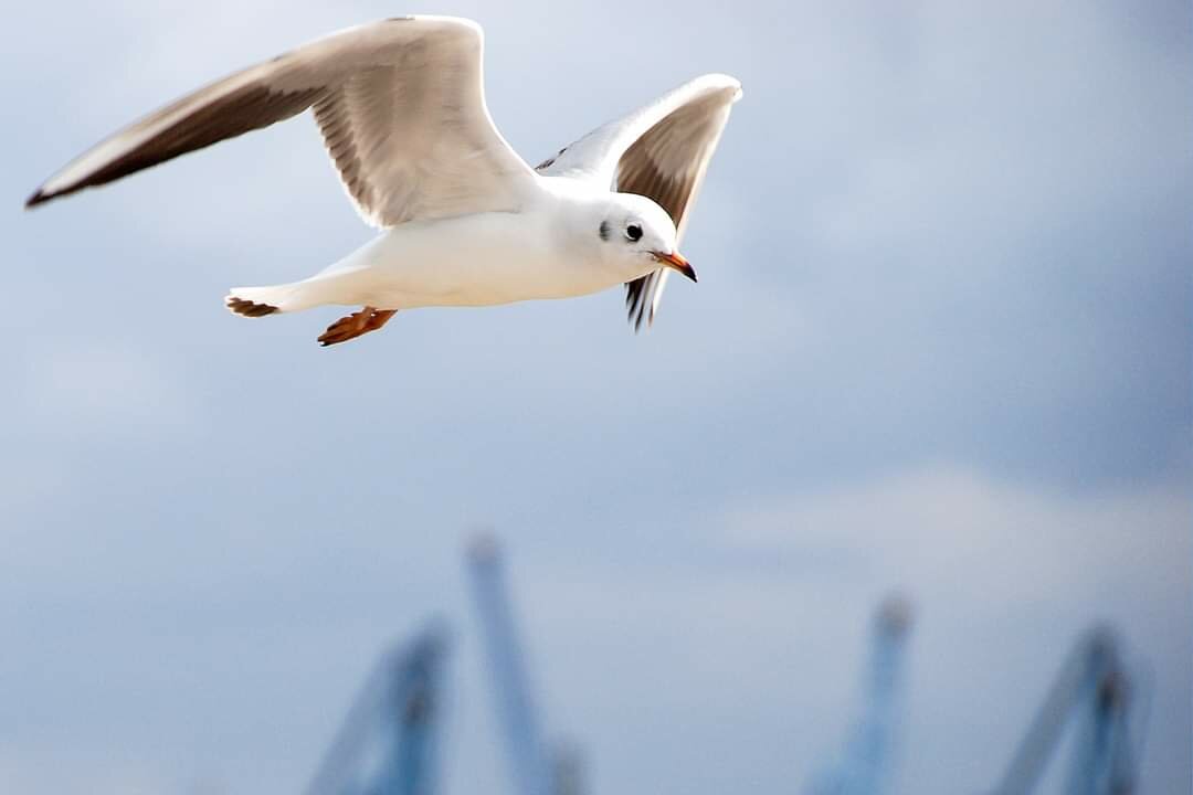 Seagull in flight with wings spread. In the background cranes in the port of Hamburg, Germany.