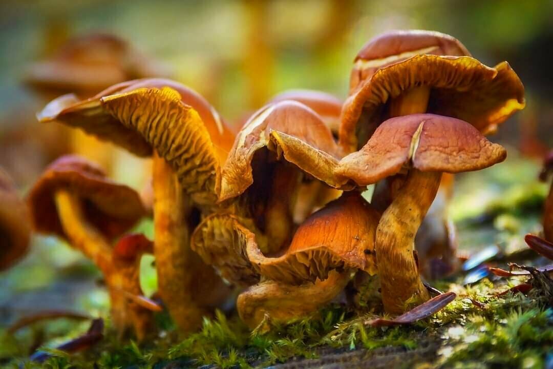 Detail shot of mushrooms growing on an old tree trunk. Moss surrounds the group of mushrooms.