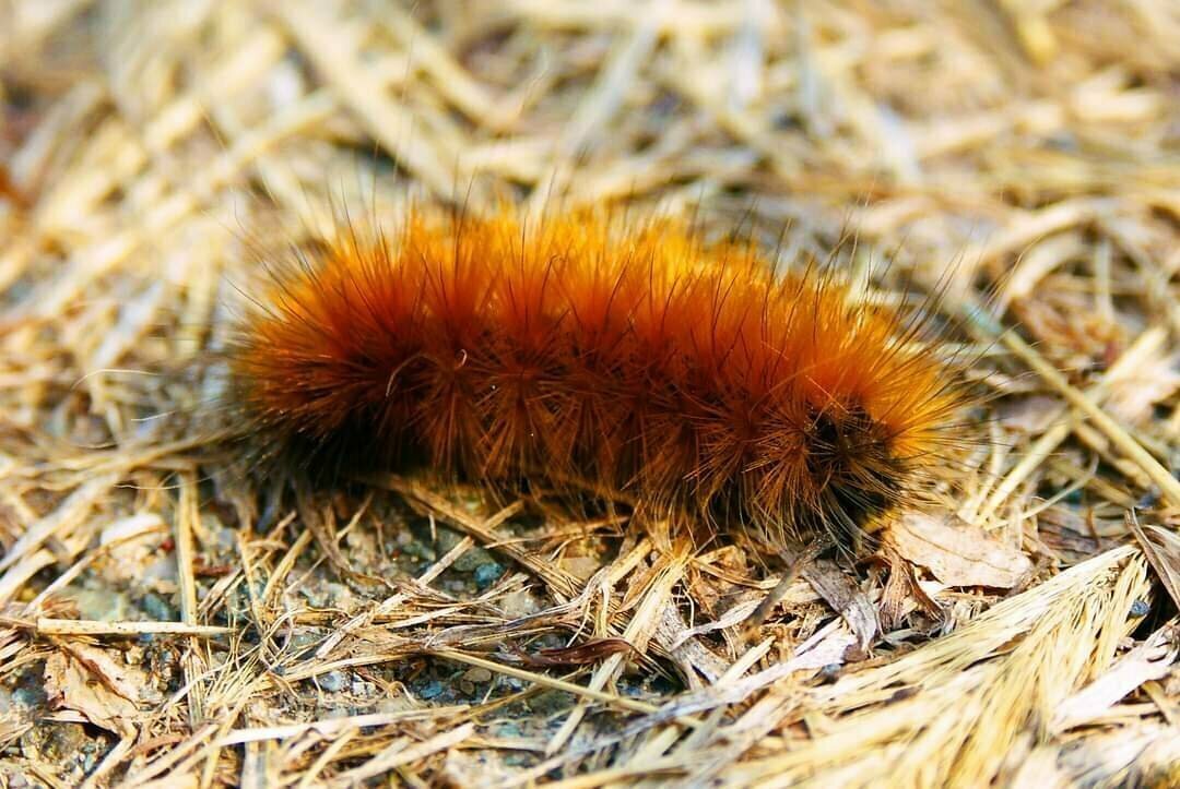 A fluffy caterpillar on dry grass.