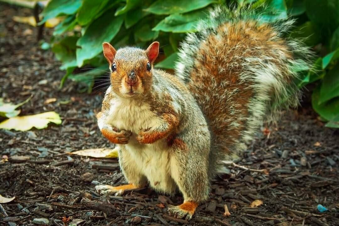 Detail shot of a squirrel in Central Park New York City looking interested at the camera. The animal stands with it's hind legs on the ground, in the background there are some plants.
