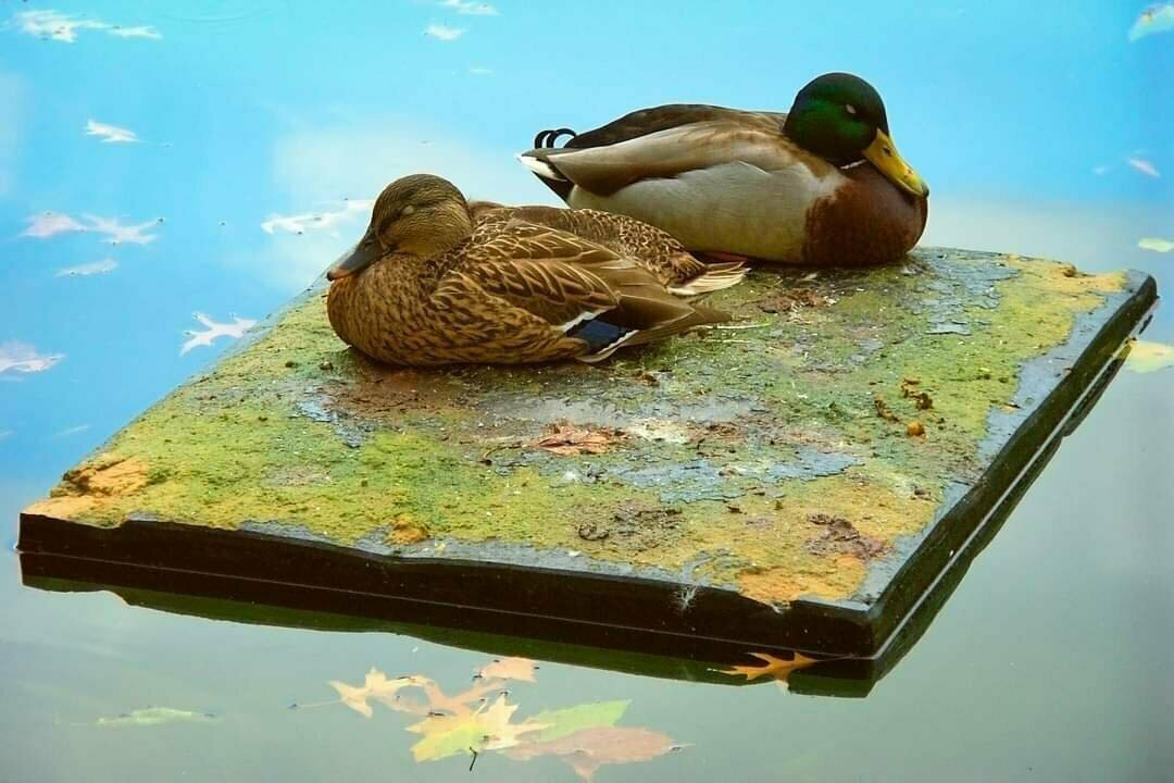 Two ducks on a piece of wood floating on a lake. There is verdigris on the wood, the blue sky is reflected in the water.