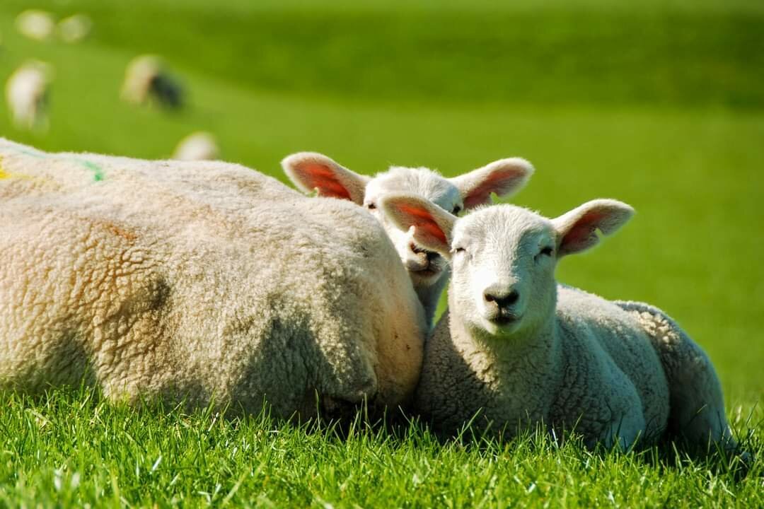 Two lambs laying on a green meadow, close to another sheep.