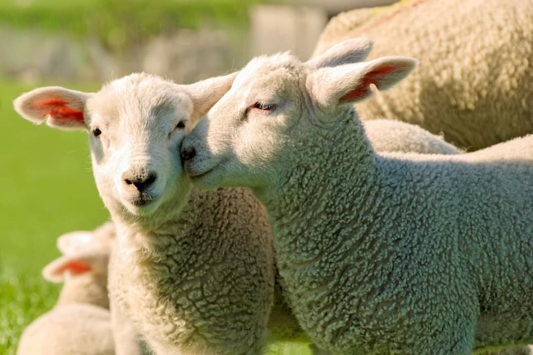 Two lambs standing on a green meadow, surrounded by more sheeps and lambs.