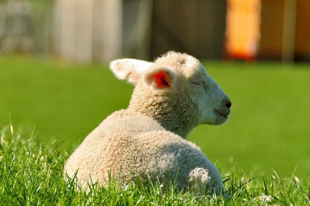 A lamp laying on a green meadow.