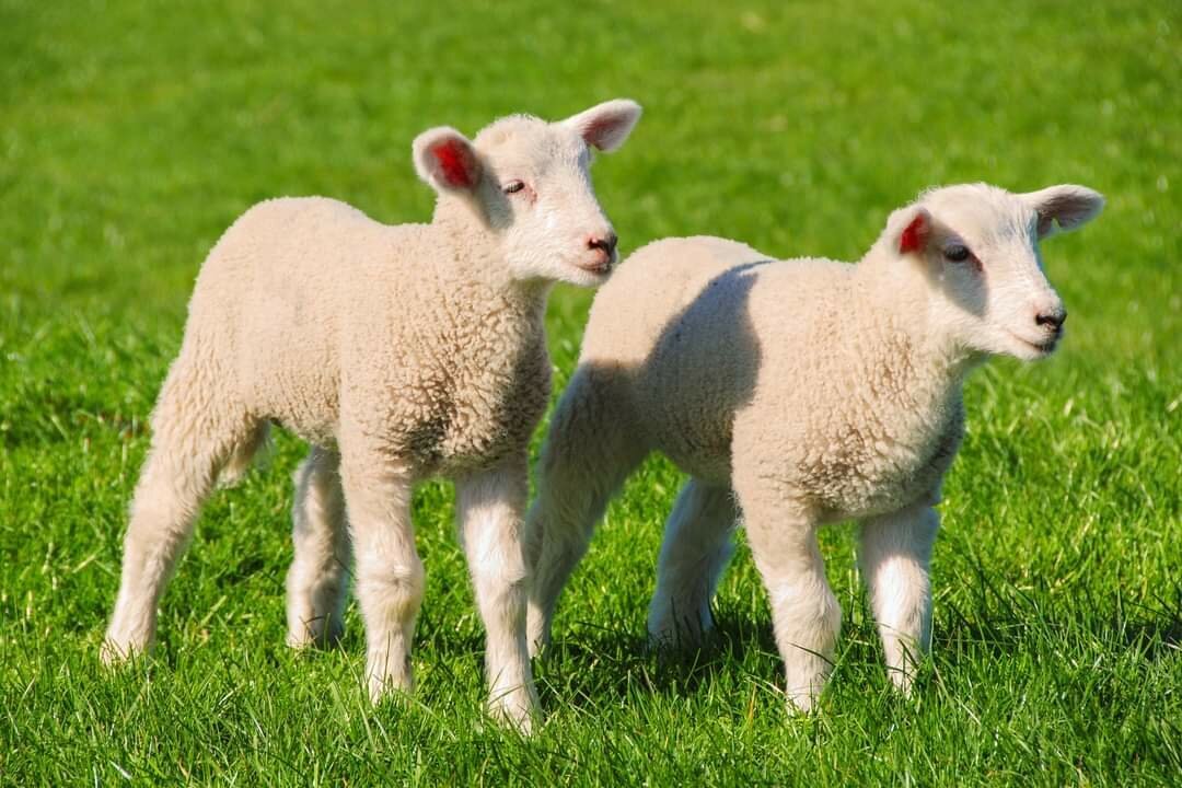 Two lambs standing on a green meadow.