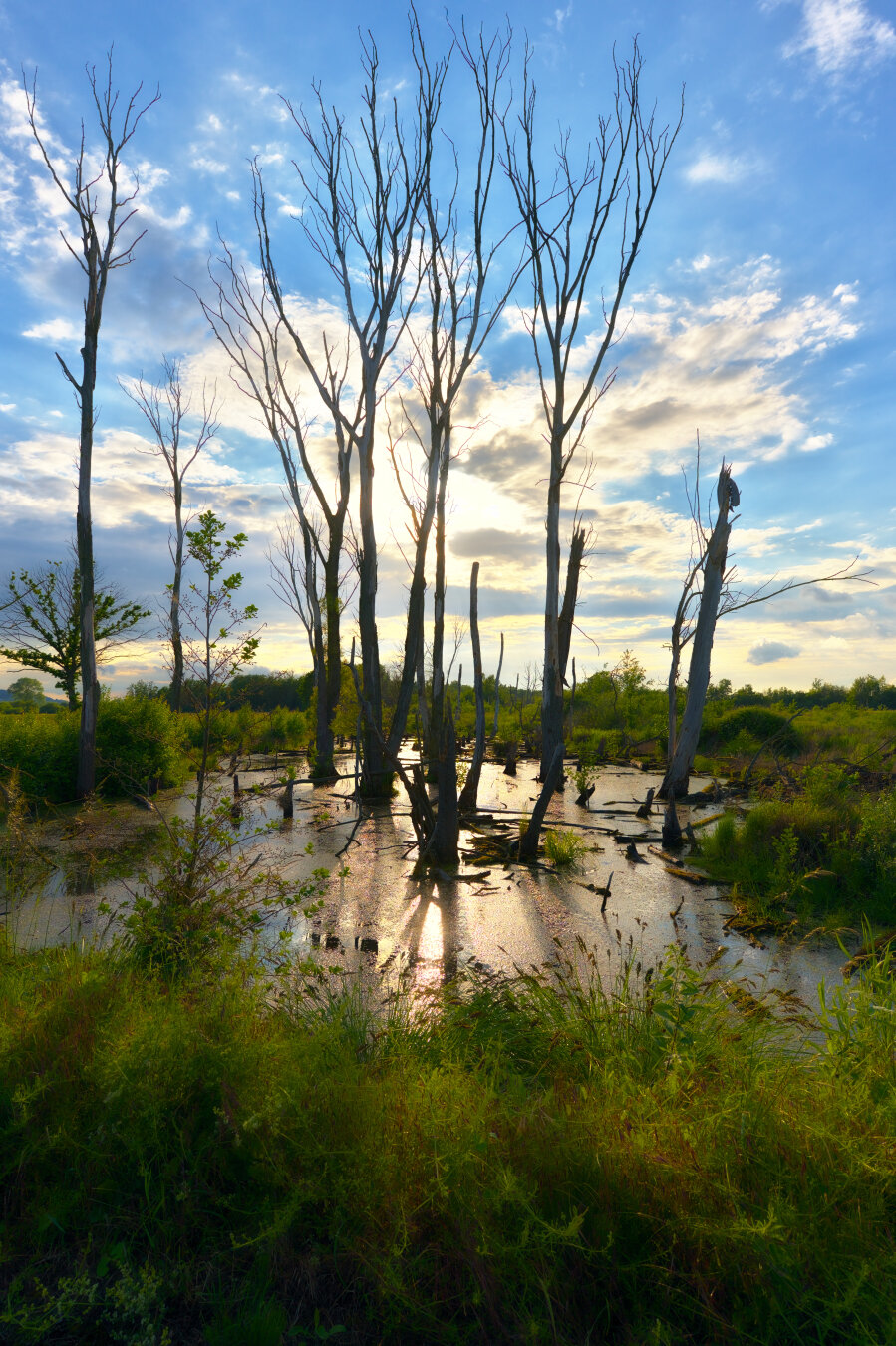 Abgestorbene Bäume im Großen Torfmoor Lübbecke/Hille. Eins der Fotos von der heutigen kleinen Wanderung. Ich hätte aber besser einen Mückenschutz mitgenommen 😅
#photography #nature #naturephotography #landscape #landscapephotography #wetlands #trees #water #pond #green #germany