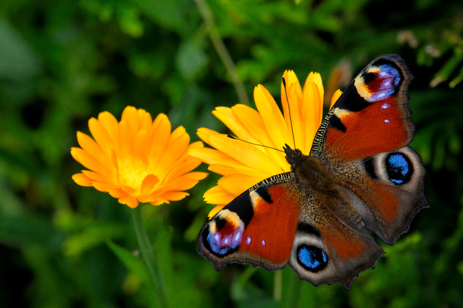Just a butterfly on a dandelion!
#photography #nature #outdoors #butterfly #dandelion #garden