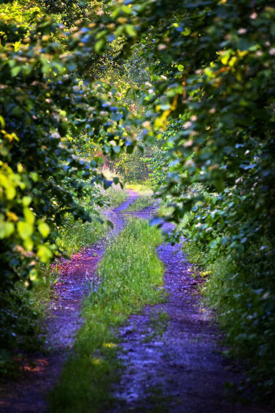 I don't remember the path ever being this overgrown before. But then again, I've probably never been here in the summer.
#photography #nature #landscape #path #wilderness #outdoors #fotomontag #darktableedit