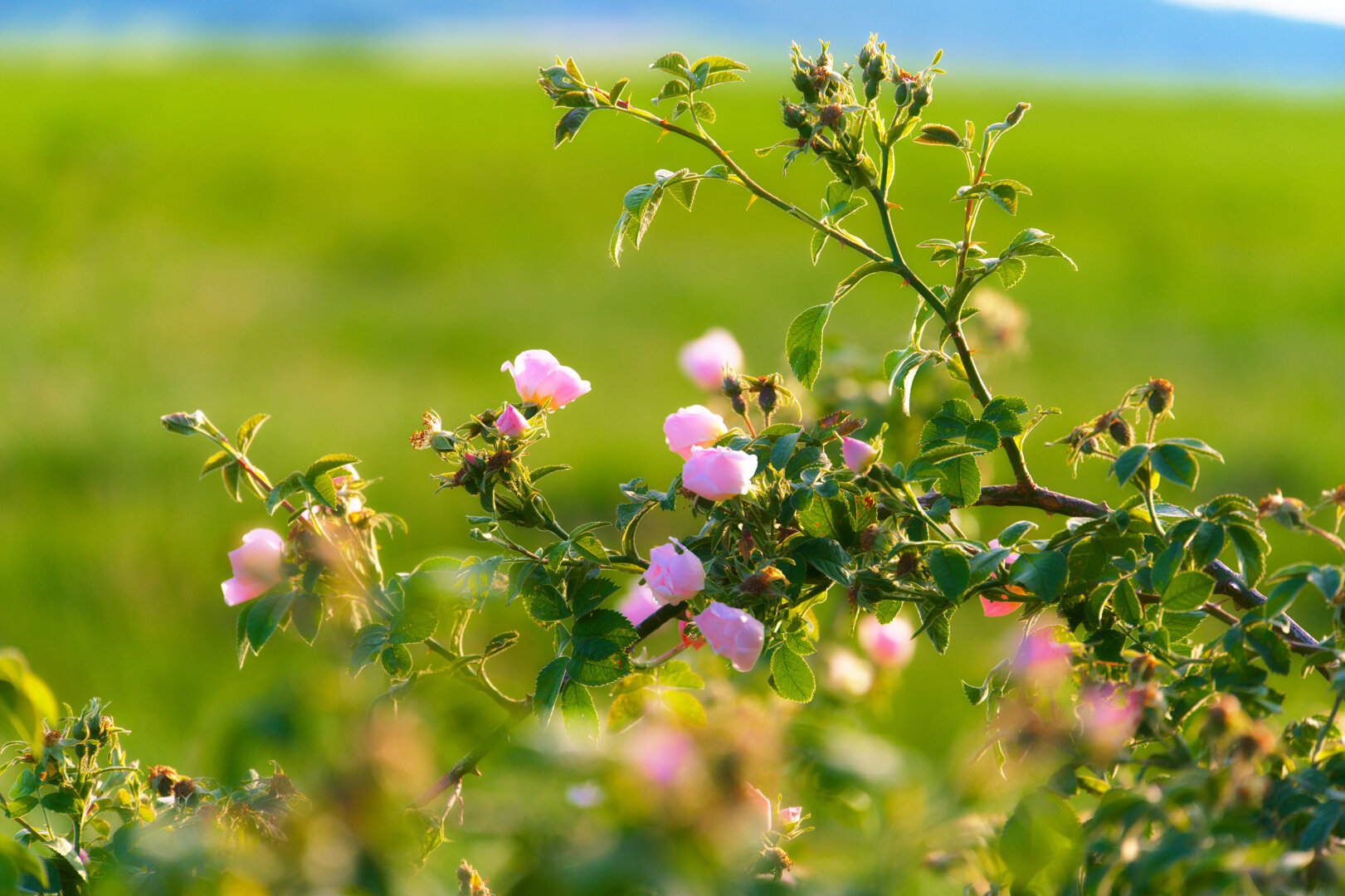 Some wild roses I saw on my walk in the wetlands on Friday. Hope you all enjoy your Sunday!
#photography #nature #flowers #flowerphotography #art #outdoors #silentsunday #bloomscrolling #blossom #bokeh #spring #summer