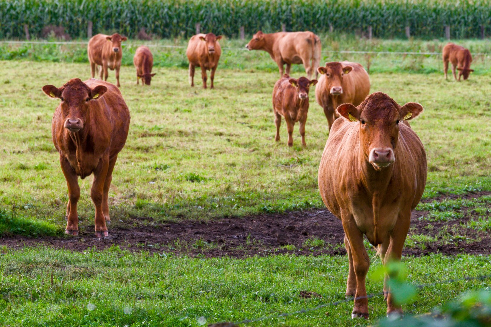 A group of reddish-brown cows grazes in a lush green pasture. In the foreground, two large cows stand facing the camera directly; the cow on the right is positioned closer to the viewer, while the cow on the left stands slightly further back. Scattered throughout the middle ground are several other cows and calves of the same color, some standing and others facing away. The pasture features vibrant green grass with a wide patch of dark, churned mud in the center. In the background, a dense wall of green corn stalks borders the field, separated by a thin wire fence.