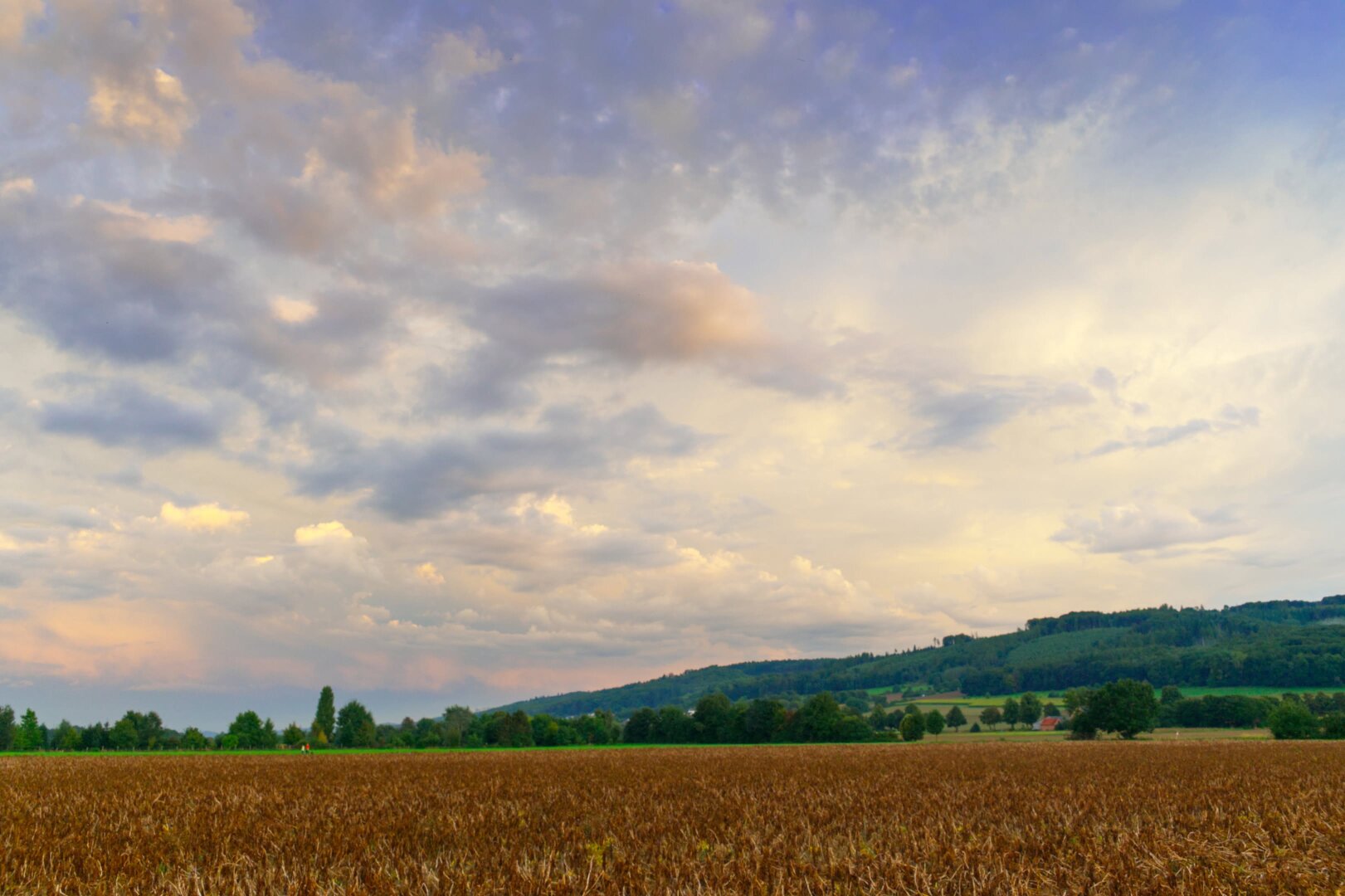 A wide-angle landscape captures a serene rural scene at twilight. In the foreground, a large field of harvested, golden-brown grain stretches across the bottom of the frame. Beyond the field, a line of dark green trees and dense foliage marks a boundary with rolling, forested hills in the distance. The upper two-thirds of the image are dominated by an expansive, dramatic sky filled with thick, textured clouds. These clouds are beautifully lit by a hidden sun, showing a gradient of pale yellow, orange, and soft grey, which transitions into deep blue and purple tones toward the top of the image.