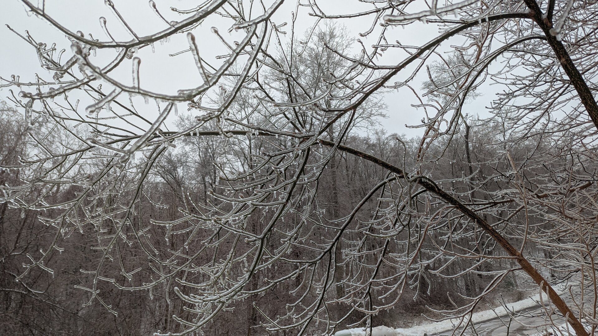 Group of small trees and branches