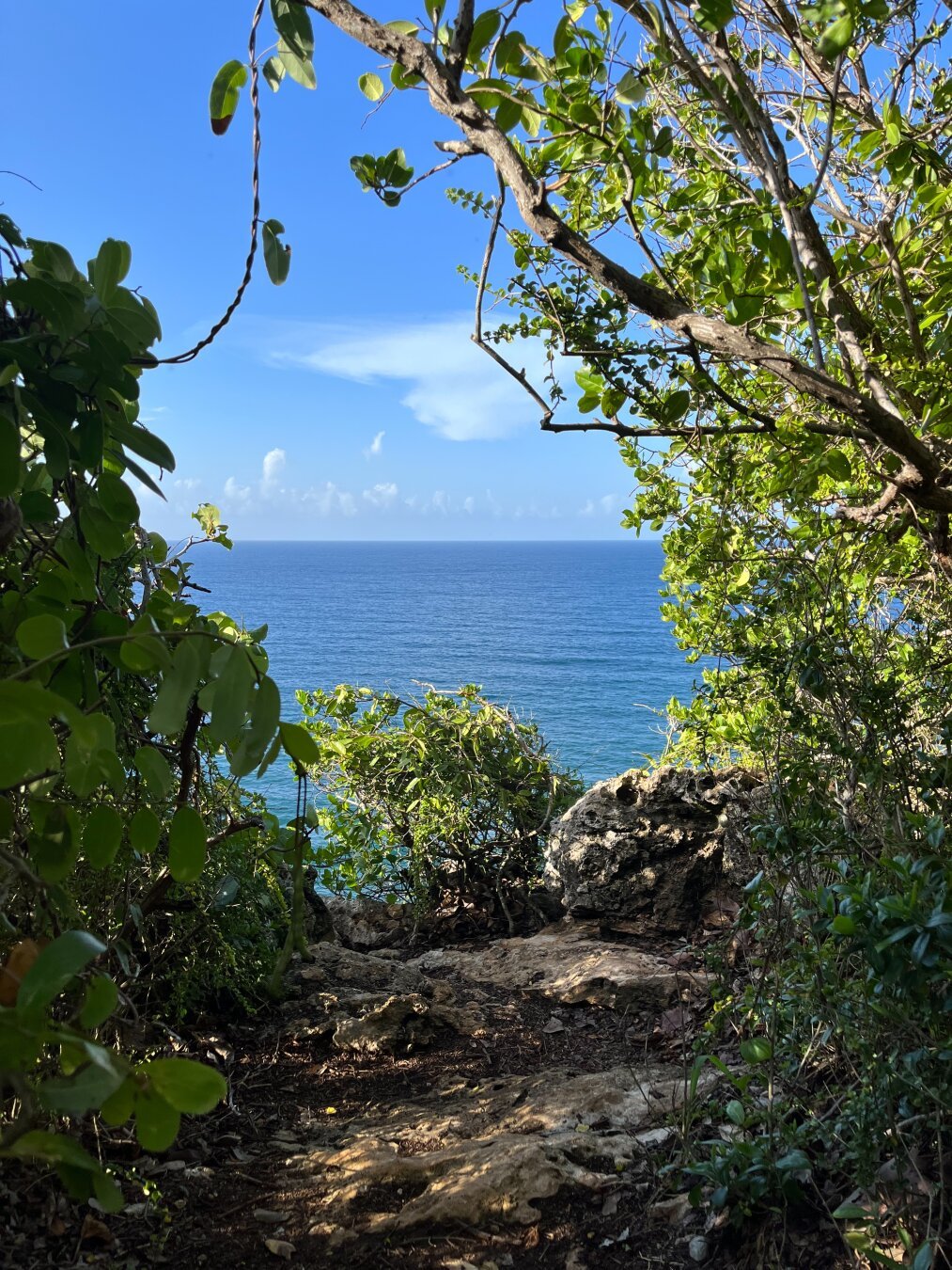 Image of the Atlantic coast with trees and shrubs.