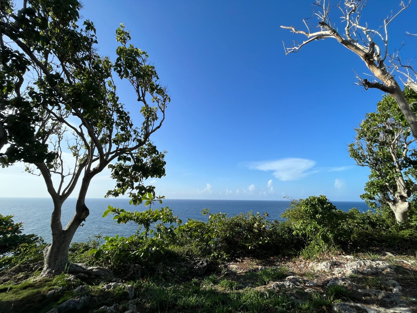 Photo of the ocean with threes and ground i the foreground.