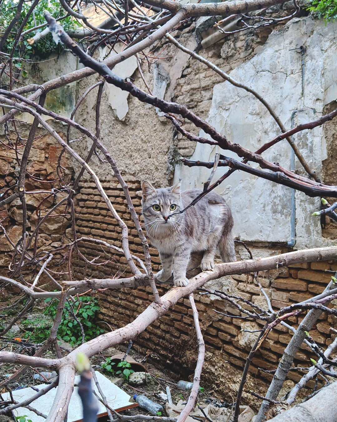 A grey stray kitten balancing on a branch inside the ruins of an old abandoned house looking curiously at the camera.