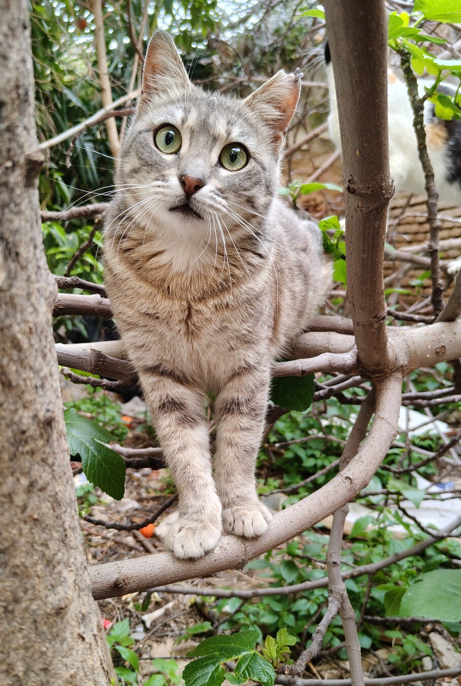 A stray faded grey kitten balancing on some branches as she stares curiously towards the camera