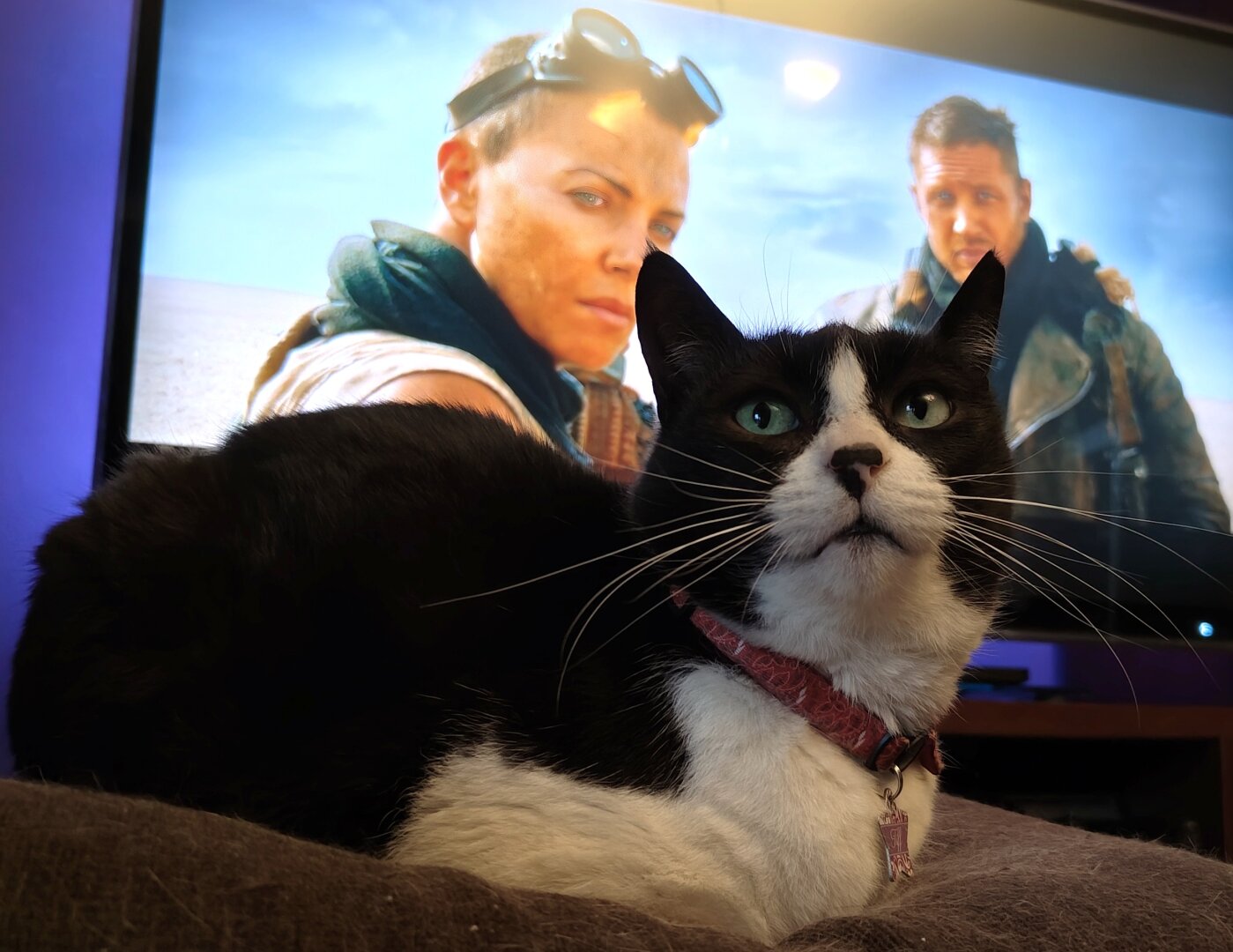 My tuxedo cat Tiffie sitting in front of the TV which is showing an instance from Mad Max Fury Road