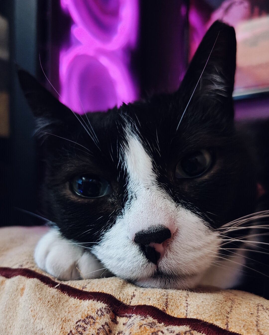 Close up shot of my tuxedo cat Tiffie