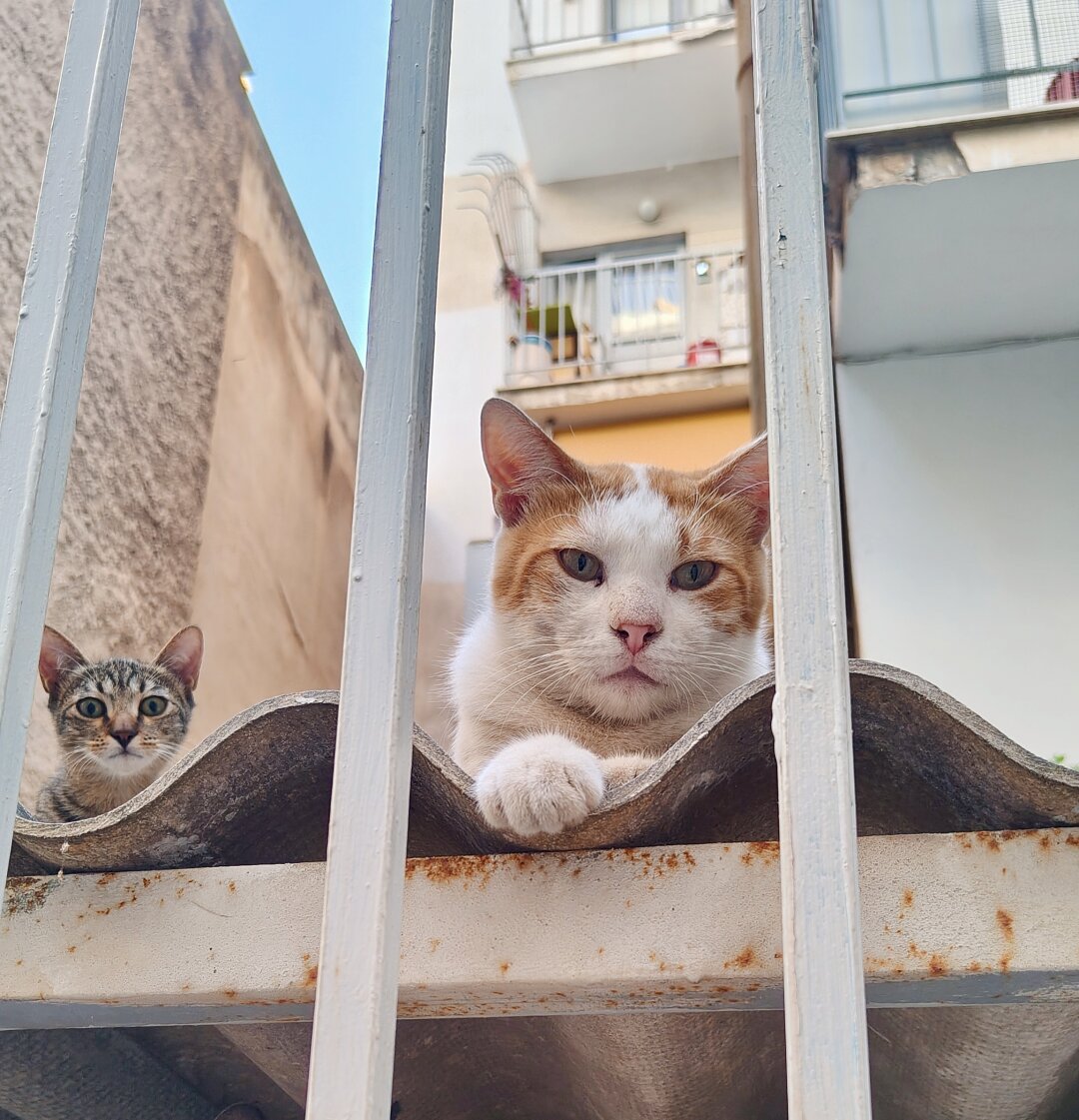 A stray ginger and white male cat and a tabby kitten both staring intensely at the camera.