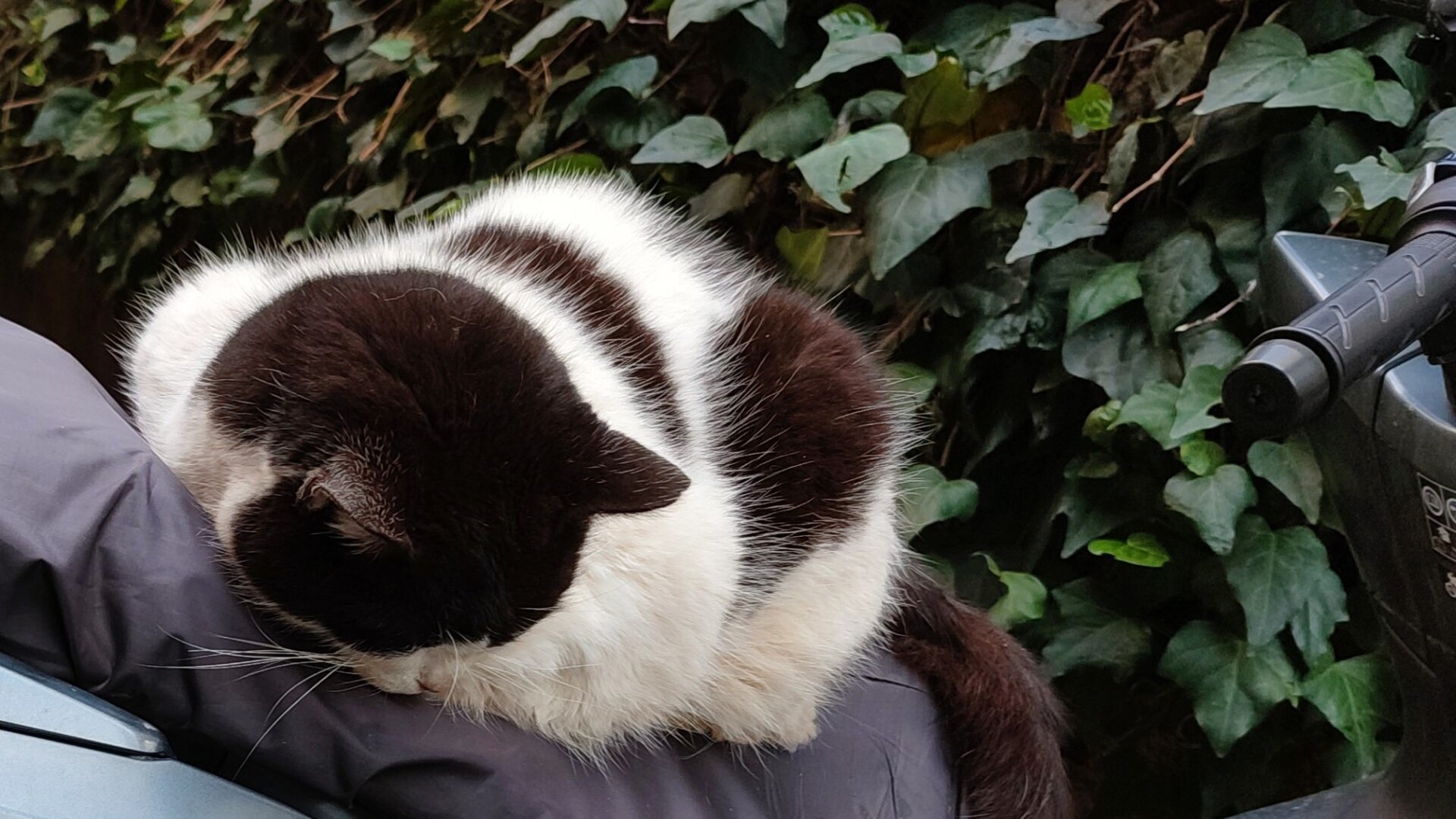 A stray tuxedo cat sleeping on top of a parked covered motorbike.